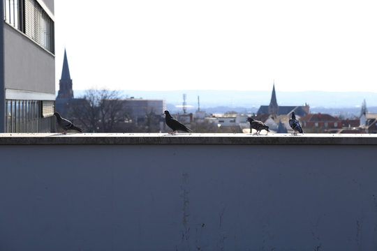 Tauben auf dem Dach in Aschaffenburg