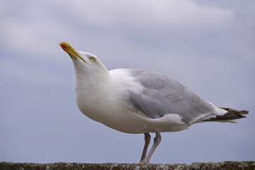 Closeup herring gull (Larus argentatus) perched on a wall with the town of Saint-Malo in the background, in Brittany in France