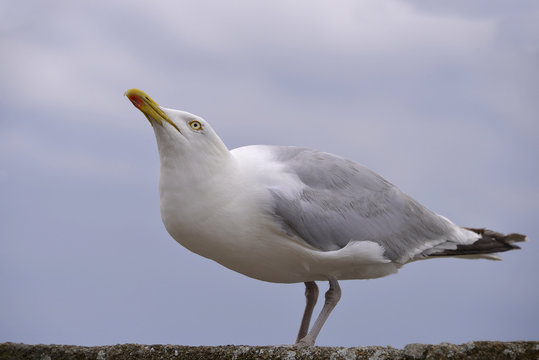Closeup herring gull (Larus argentatus) perched on a wall with the town of Saint-Malo in the background, in Brittany in France