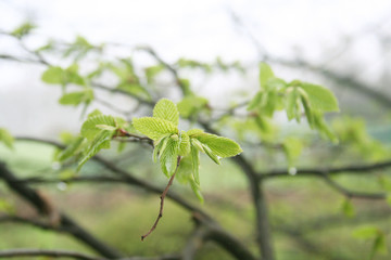 Giovani foglie verdi di Carpino con gocce di pioggia. Sfondo di primavera