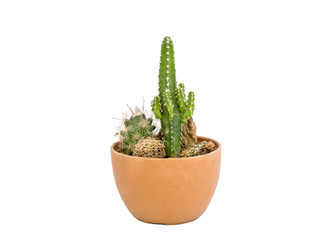 Green small cactus set in brown vase on white background