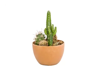 Fototapete Kaktus im Topf Grüner kleiner Kaktus in brauner Vase auf weißem Hintergrund