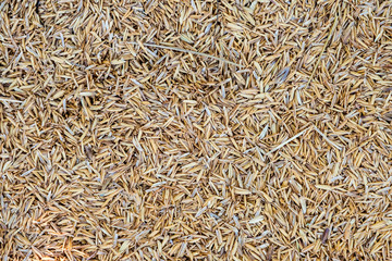 Paddy pile dry yellow background