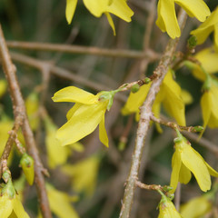 Forsythia. Cespuglio dai fiori gialli
