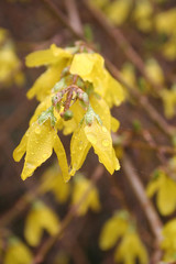 Forsythia. Cespuglio dai fiori gialli  coperti da gocce di pioggia