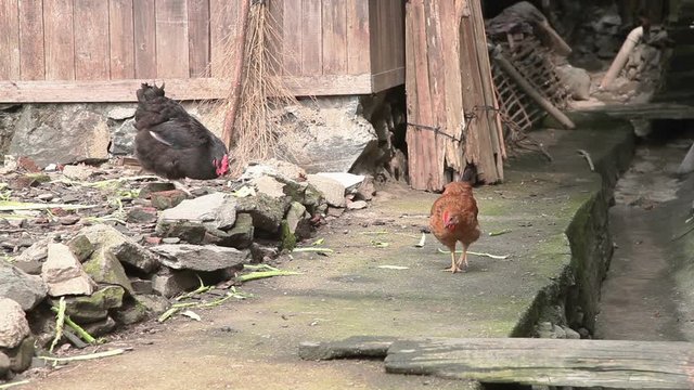 Walking chiken