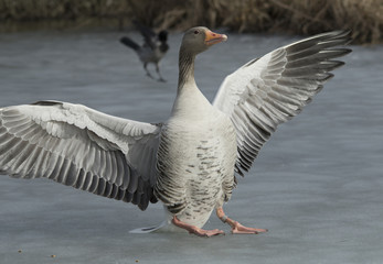 Greylag Goose landing on the ice