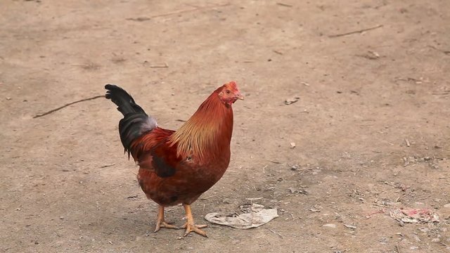 Walking chiken