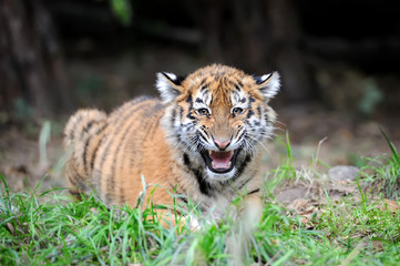 Tiger cub in grass