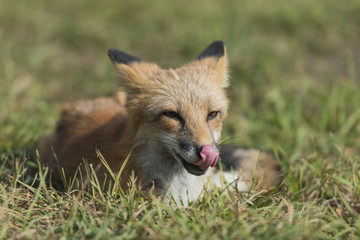 Red fox in nature (Vulpes vulpes)