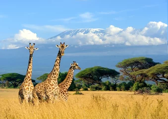 Fototapete Kilimandscharo Drei Giraffen auf dem Kilimanjaro-Berghintergrund im Nationalpark von Kenia