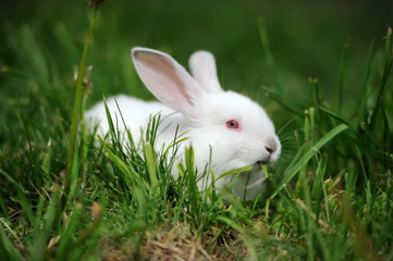 Baby white rabbits in grass