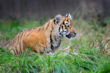 Tiger cub in grass