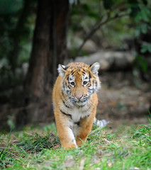 Naklejka premium Tiger cub in grass