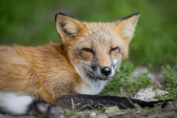 Naklejka na ściany i meble Red fox in nature (Vulpes vulpes)