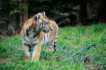 Tiger cub in grass