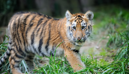 Tiger cub in grass
