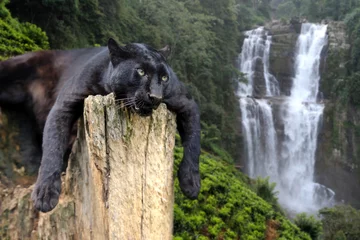 Abwaschbare Fototapete Schwarzer Leopard auf Wasserfallhintergrund © byrdyak