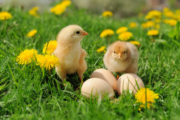 Little chickens on a grass