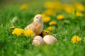 Little chickens on a grass