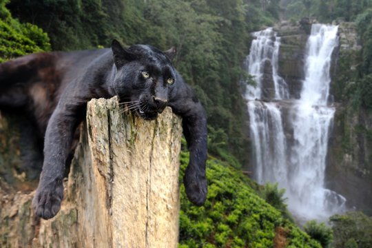 Black leopard on waterfall background