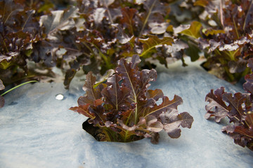 Hydroponic vegetables growing in Farm