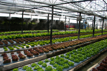 Hydroponic vegetables growing in Farm