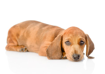 Sad dachshund puppy. isolated on white background