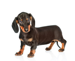 Black dachshund puppy standing in side view. isolated on white background