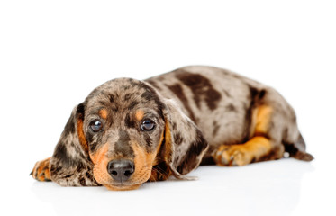Sad spotted dachshund puppy looking at camera. isolated on white background