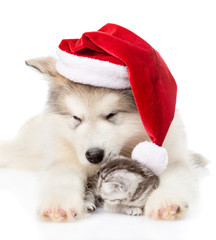 Fototapeta na wymiar Kitten and alaskan malamute puppy in red santa hat. isolated on white background