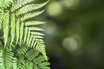 Beautiful Pattern of Tree Fern Leaves and Green Bokeh Background.