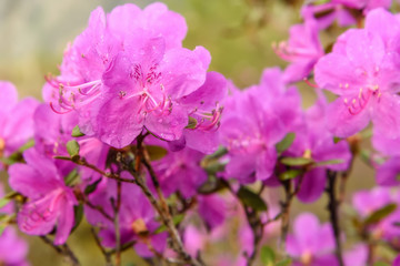Obraz premium rhododendron flowers magenta background rain
