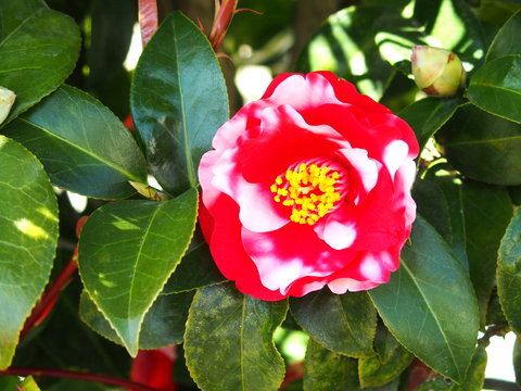 93 最適な 椿の生垣 画像 ストック写真 ベクター Adobe Stock