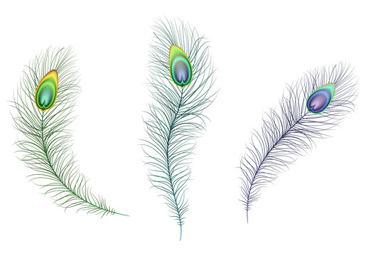 Beautiful multicolored sparkling peacock feathers. Green, blue and purple carnival peacock feather. Illustration of white background