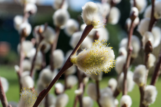 รูปภาพCatkin – เลือกดูภาพถ่ายสต็อก เวกเตอร์ และวิดีโอ108,186 | Adobe Stock