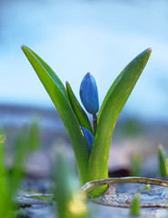 Snowdrop blue bluebell woods in spring.