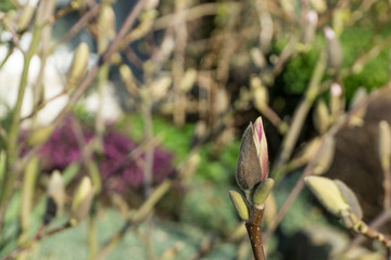 Roses in spring with young shoots in sunshine