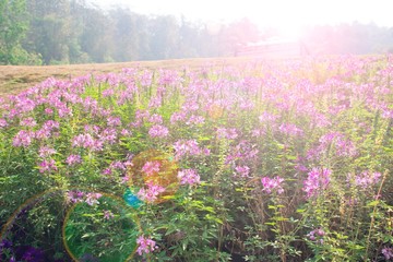 Beautiful purple flower field with sunlight and flare