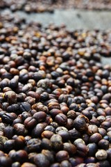 Closeup of drying coffee cherries 1/2