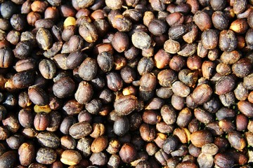Closeup of drying coffee cherries 2/2
