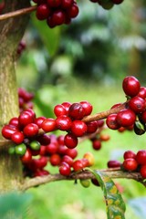 Coffee cherries on a coffee tree in Boquete, Panama