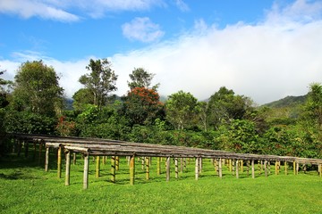 Fototapeta na wymiar A coffee farm in Boquete, Panama