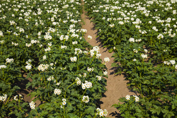 Fototapeta na wymiar Blooming potato field on a sunny summer day.