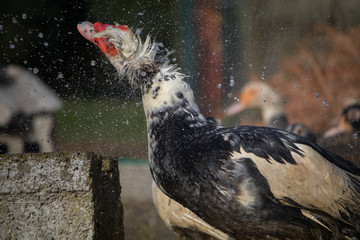 Badespaß der Enten