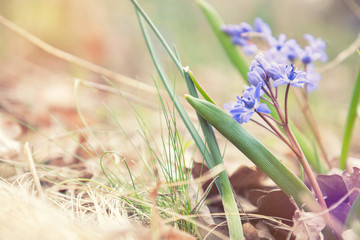 Beautiful spring flowers nature background. Wild growing blue snowdrop, Scilla bifolia, blue early spring flower. Coloring photo with soft focus. Copy space.