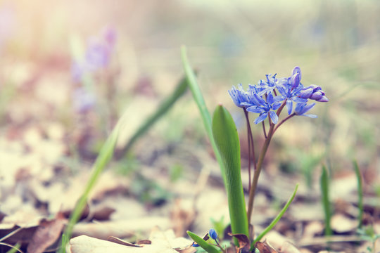 Beautiful spring flowers nature background. Wild growing blue snowdrop, Scilla bifolia, blue early spring flower. Coloring photo with soft focus. Copy space.