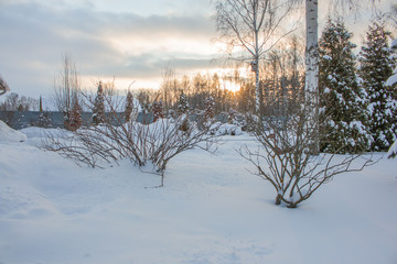 Sunset in the winter forest magic