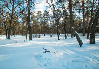 Winter path in the forest at sunset magic