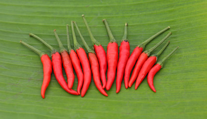 Red fresh chillies on banana leaves
